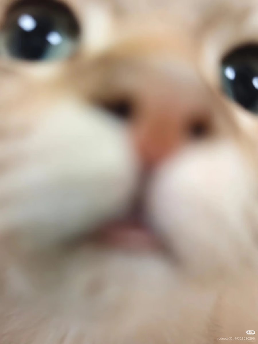 nocontextscats's tweet photo. He is gonna kiss u 😚 https://t.co/wZ7WDm93hZ