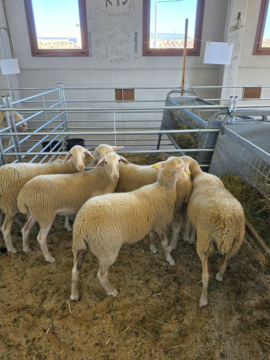 agropopular's tweet photo. 📸#FOTOS
🐑Ya estamos en la 116 edición de la Feria del Ganado de Cantavieja, Teruel
#Agropopular https://t.co/71ZKRmT69c
