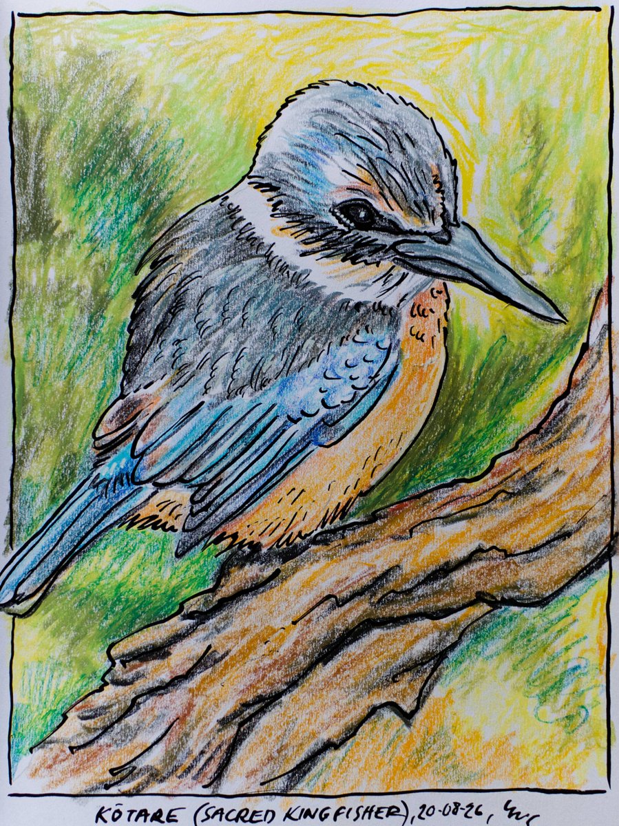 chloemitchell1f's tweet photo. Kōtare (sacred kingfisher) sketched with Neocolor II pastels. Drawing watercolor. https://t.co/nGHBfhF0j0