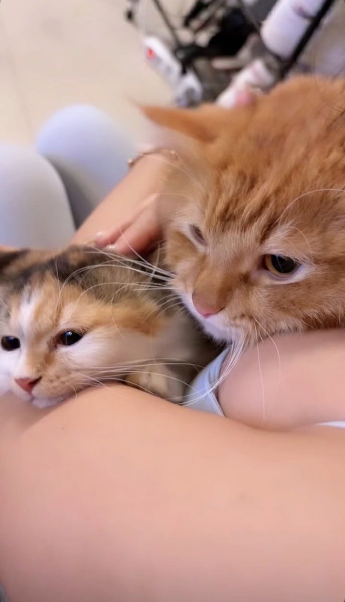prisheylla's tweet photo. cuddle sm kucing aj https://t.co/2Q23ToRZGa