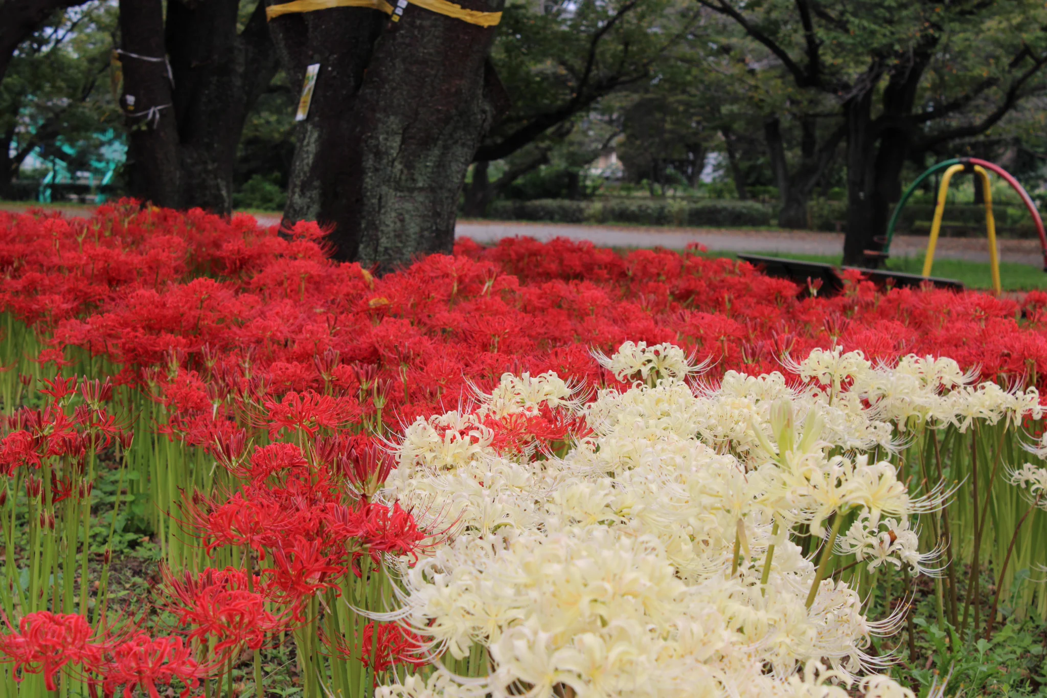 東村山 中央 公園