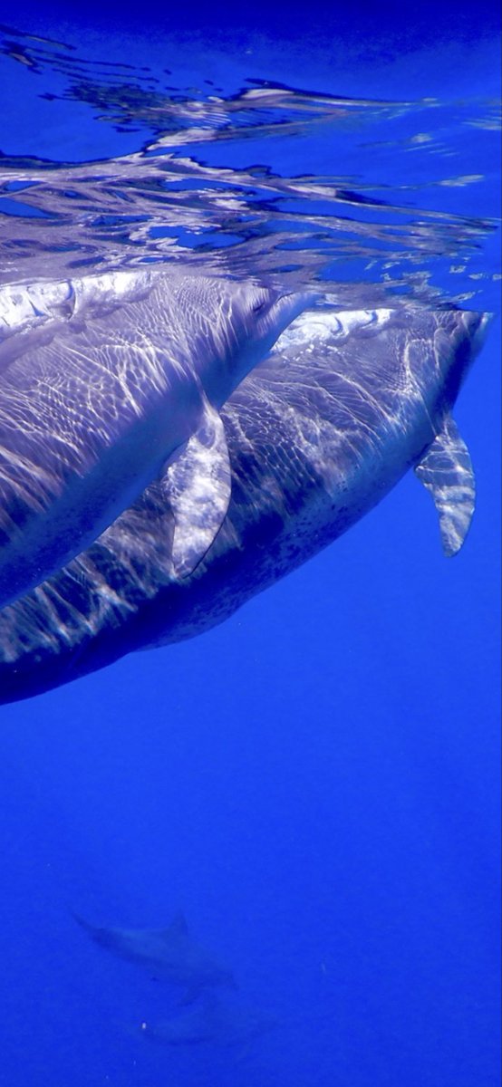 Cidku1rfLSd4dPN's tweet photo. 🐬イルカさんのスマホ待ち受け🟰壁紙です。

シンクロしてますねぇ https://t.co/sPJN1vY3P6
