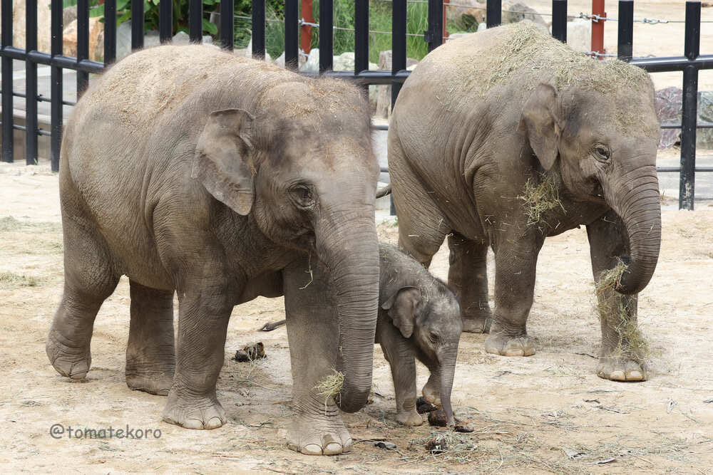 tomatekoro's tweet photo. 左からシューティ、赤ちゃん、トゥルシー🐘🐘🐘

2026.9📷
#シューティ 
#トゥルシー 
#アジアゾウ 
#姫路セントラルパーク https://t.co/eLOUx6GTal