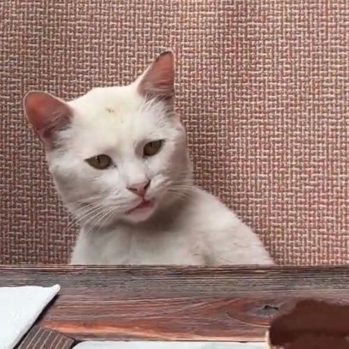 sxlmononigiri's tweet photo. Theres this new cat going viral on X and Tiktok right now for its funny facial expression at the lunch table 😂😂

no confirmed name but the cat looks annoyed after it just got woken up

The Annoyed Cat

https://t.co/CSHmU7J7h9 https://t.co/8tFtFTe79Q