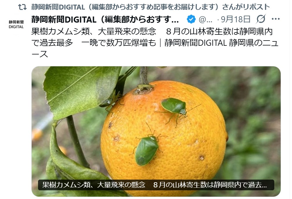 aminobu's tweet photo. 今季は多いと言われる年以上にカメムシがやたら目に付く
夜は網戸に張り付いている
外の通路やエレベーター前にもいる
温泉施設にいっても露天風呂で多数目にする

網戸や部屋の前の通路だと害虫繁殖防止のために殺虫剤で駆除している
カメムシとか本物の亀さんに失礼迷惑な名前だわ https://t.co/VIDWUwqA7U