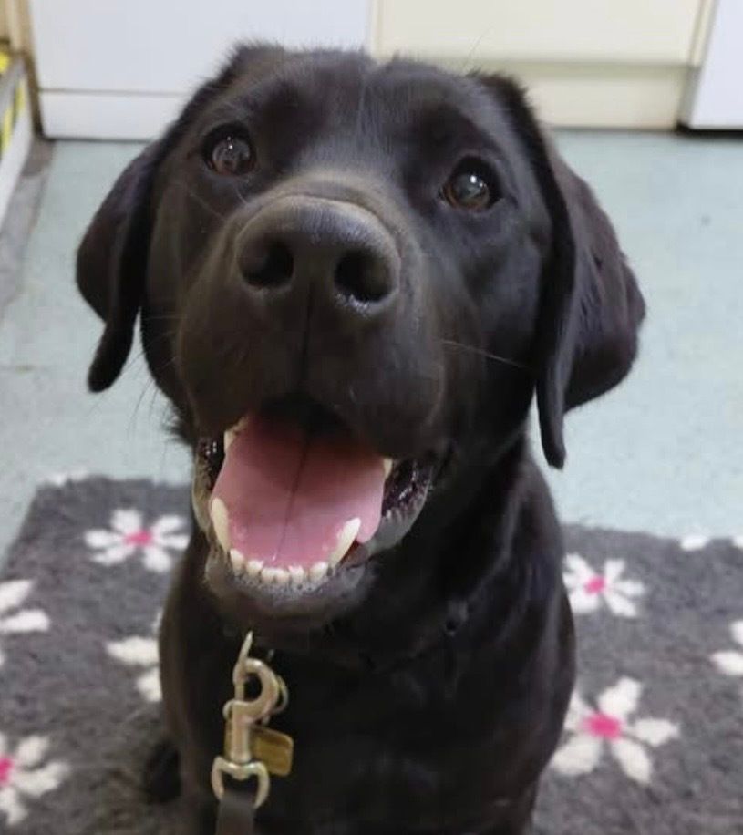 chorleyguidedog's tweet photo. We will be collecting at Tesco Leyland today, looking forward to seeing you!
#Chorley #GuideDogsUK #GuideDogs #GuideDogsForTheBlind https://t.co/qoOqfTsysf