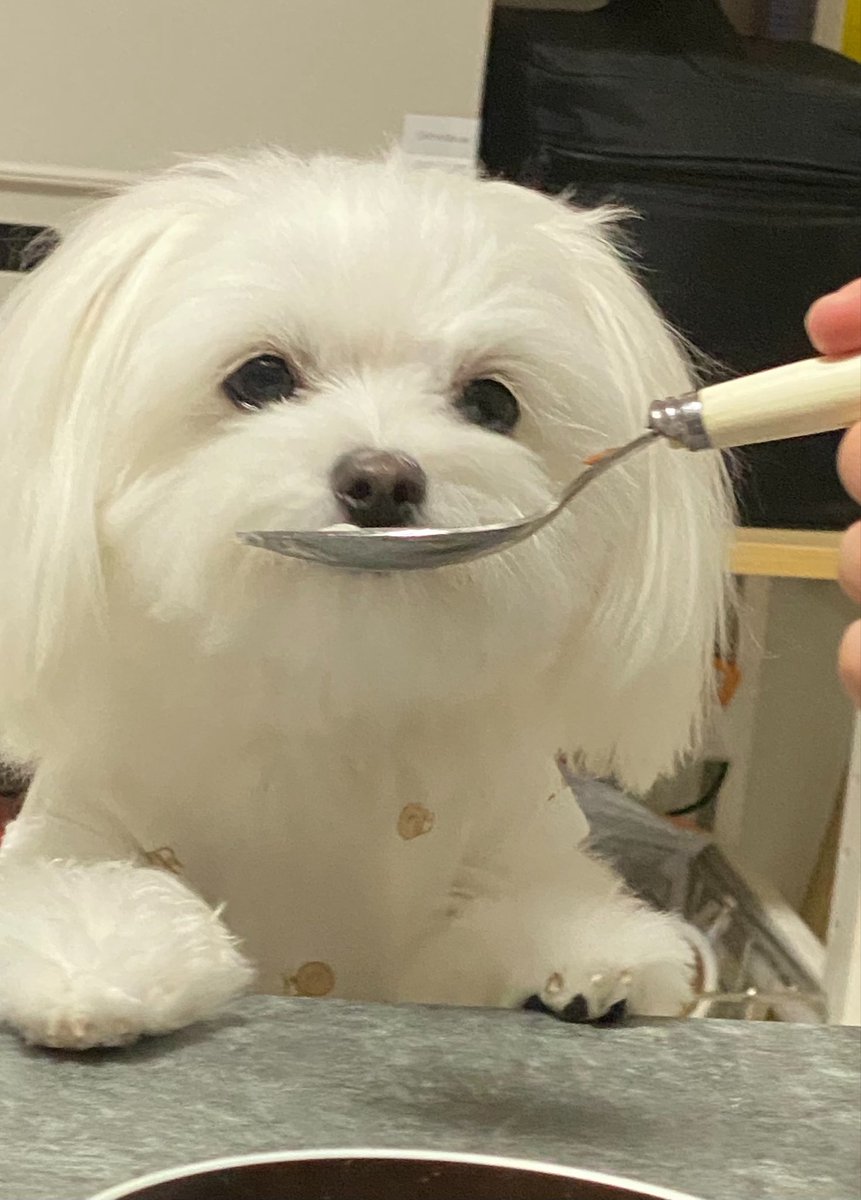 mphtfft's tweet photo. ふわもこ時代のぽぽさん https://t.co/u06kUAmVpT