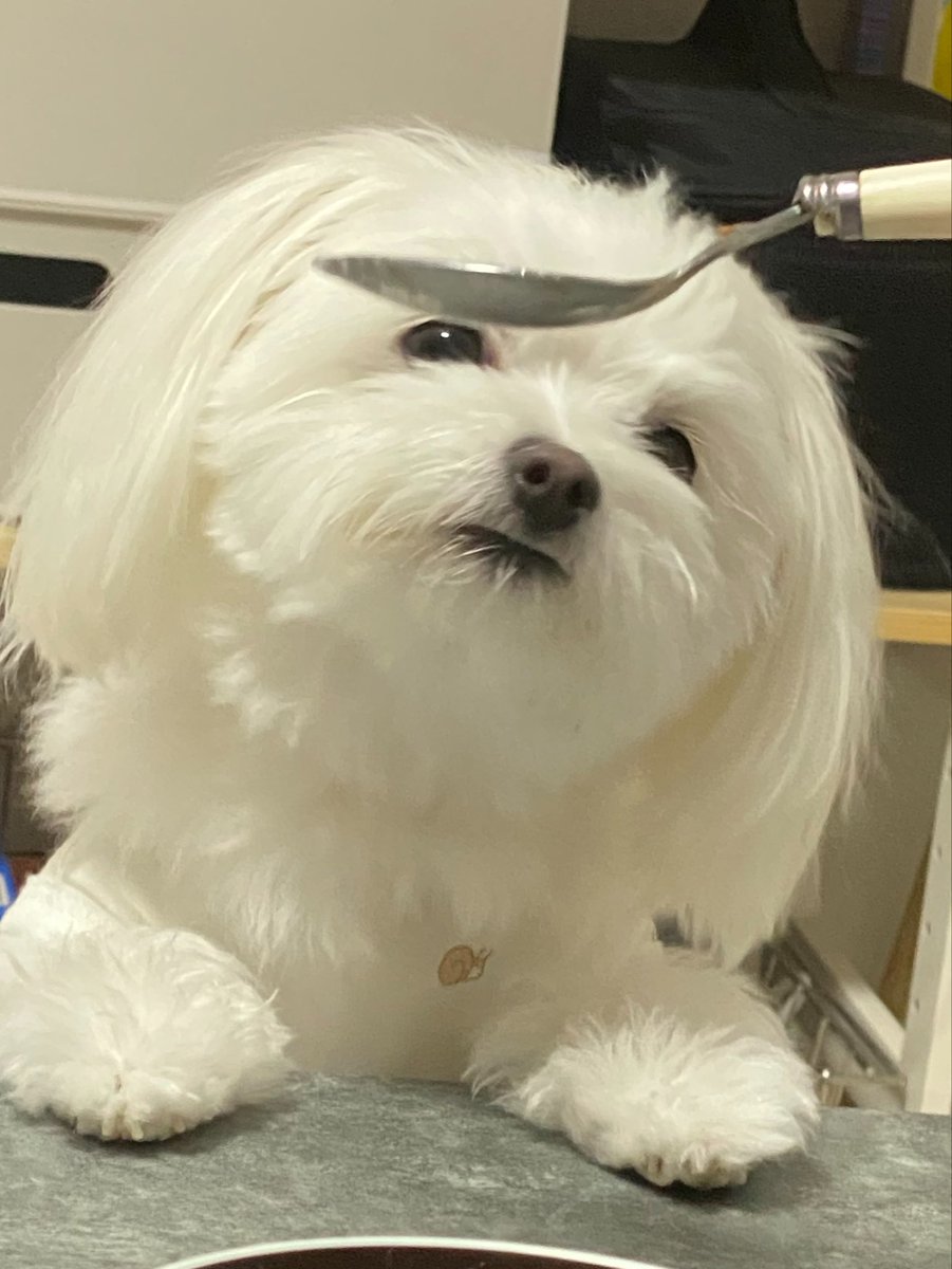 mphtfft's tweet photo. ふわもこ時代のぽぽさん https://t.co/u06kUAmVpT