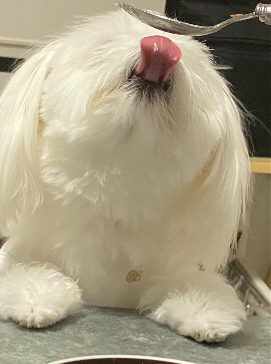 mphtfft's tweet photo. ふわもこ時代のぽぽさん https://t.co/u06kUAmVpT