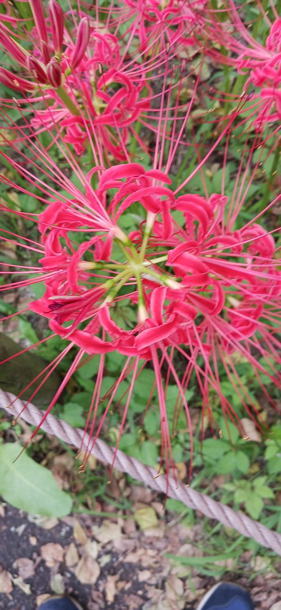 sa17chan10's tweet photo. 府中郷土の森「曼珠沙華まつり」
今が見頃で小雨の中とても綺麗(^ω^) https://t.co/3DX8YRxtPR