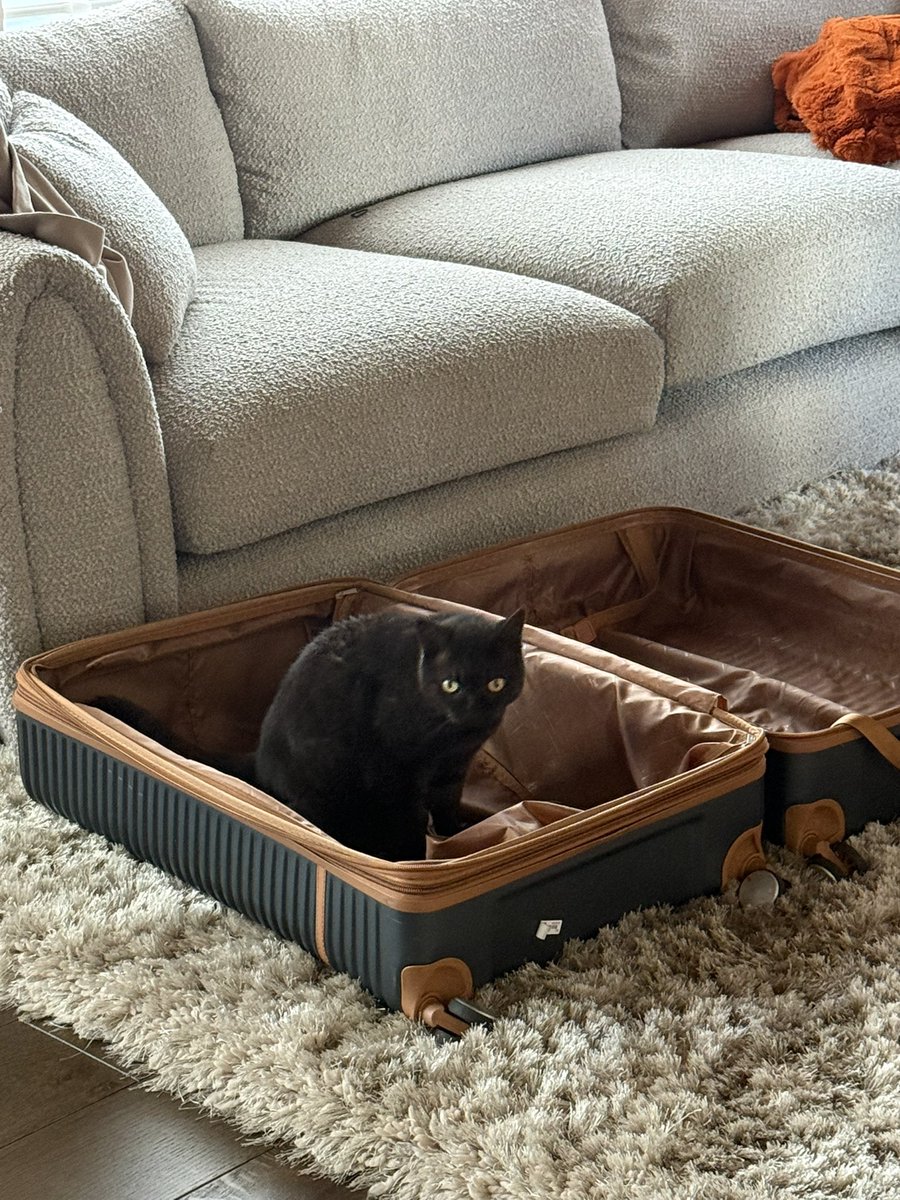 aozorapixie's tweet photo. guys she thinks she’s coming with me https://t.co/FsNySw7TCq