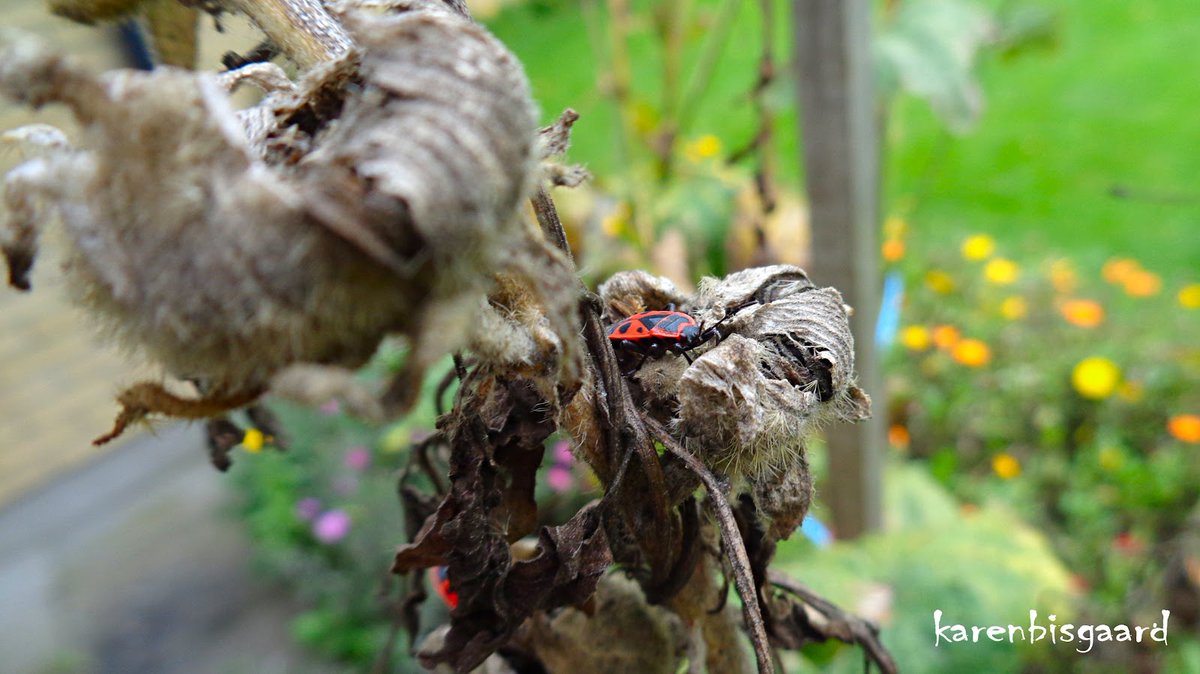 KarenBisgaard1's tweet photo. https://t.co/K3HKqQSmrm
#firebugs #bugs #hollyhog #seedhead #garden https://t.co/BFD5eMiAYR