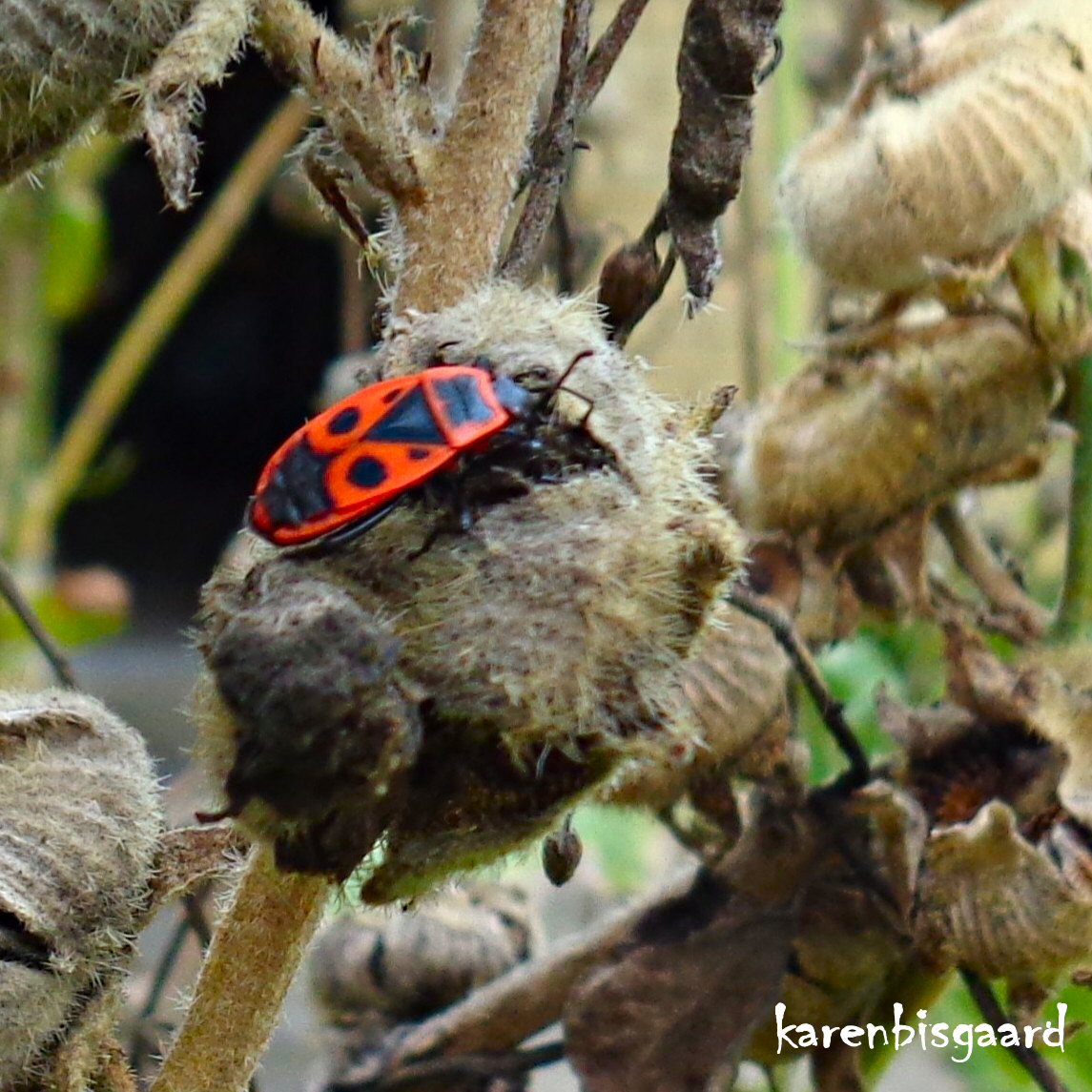 KarenBisgaard1's tweet photo. https://t.co/K3HKqQSmrm
#firebugs #bugs #hollyhog #seedhead #garden https://t.co/BFD5eMiAYR