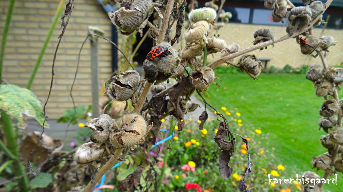 KarenBisgaard1's tweet photo. https://t.co/K3HKqQSmrm
#firebugs #bugs #hollyhog #seedhead #garden https://t.co/BFD5eMiAYR