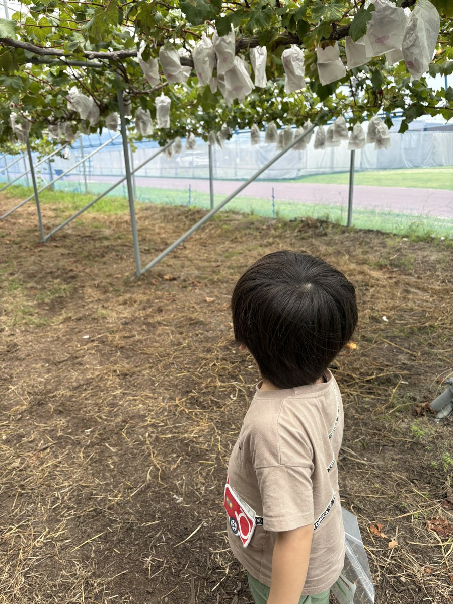 karin2011's tweet photo. 息子が楽しみにしてたぶどう狩りに。
クラスでインフルエンザ大流行してたけど、セーフw https://t.co/KDpsimcWL8