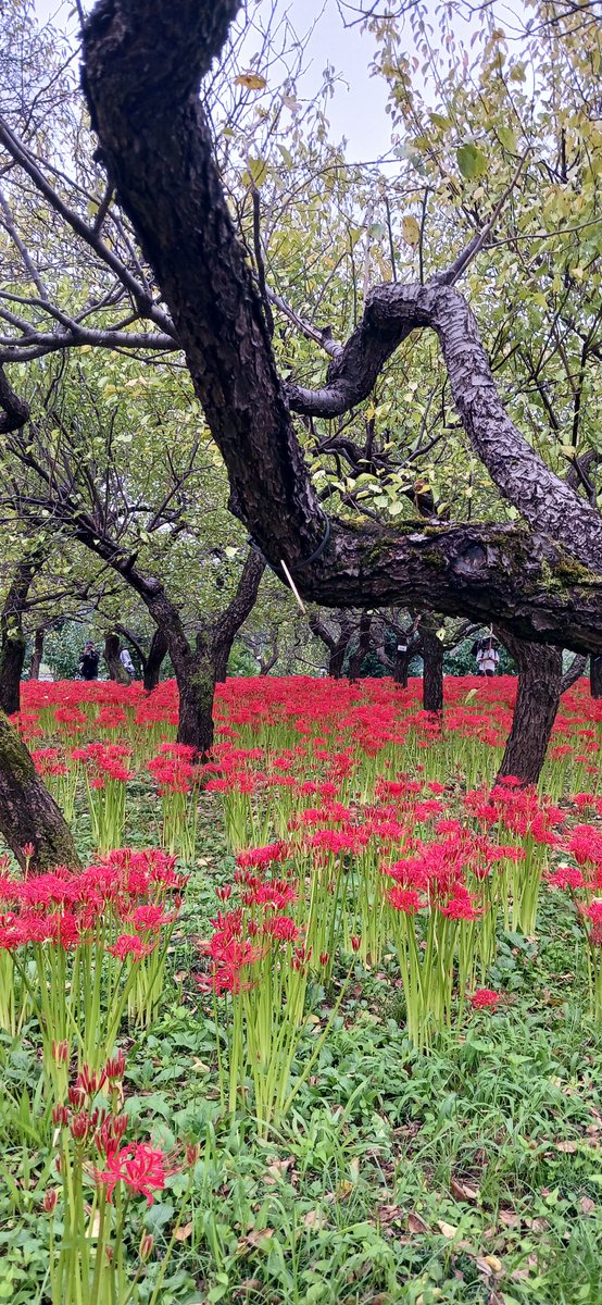 sa17chan10's tweet photo. 府中郷土の森「曼珠沙華まつり」
今が見頃で小雨の中とても綺麗(^ω^) https://t.co/3DX8YRxtPR