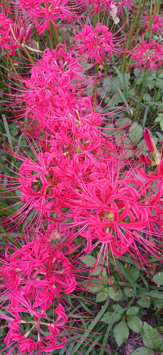sa17chan10's tweet photo. 府中郷土の森「曼珠沙華まつり」
今が見頃で小雨の中とても綺麗(^ω^) https://t.co/3DX8YRxtPR