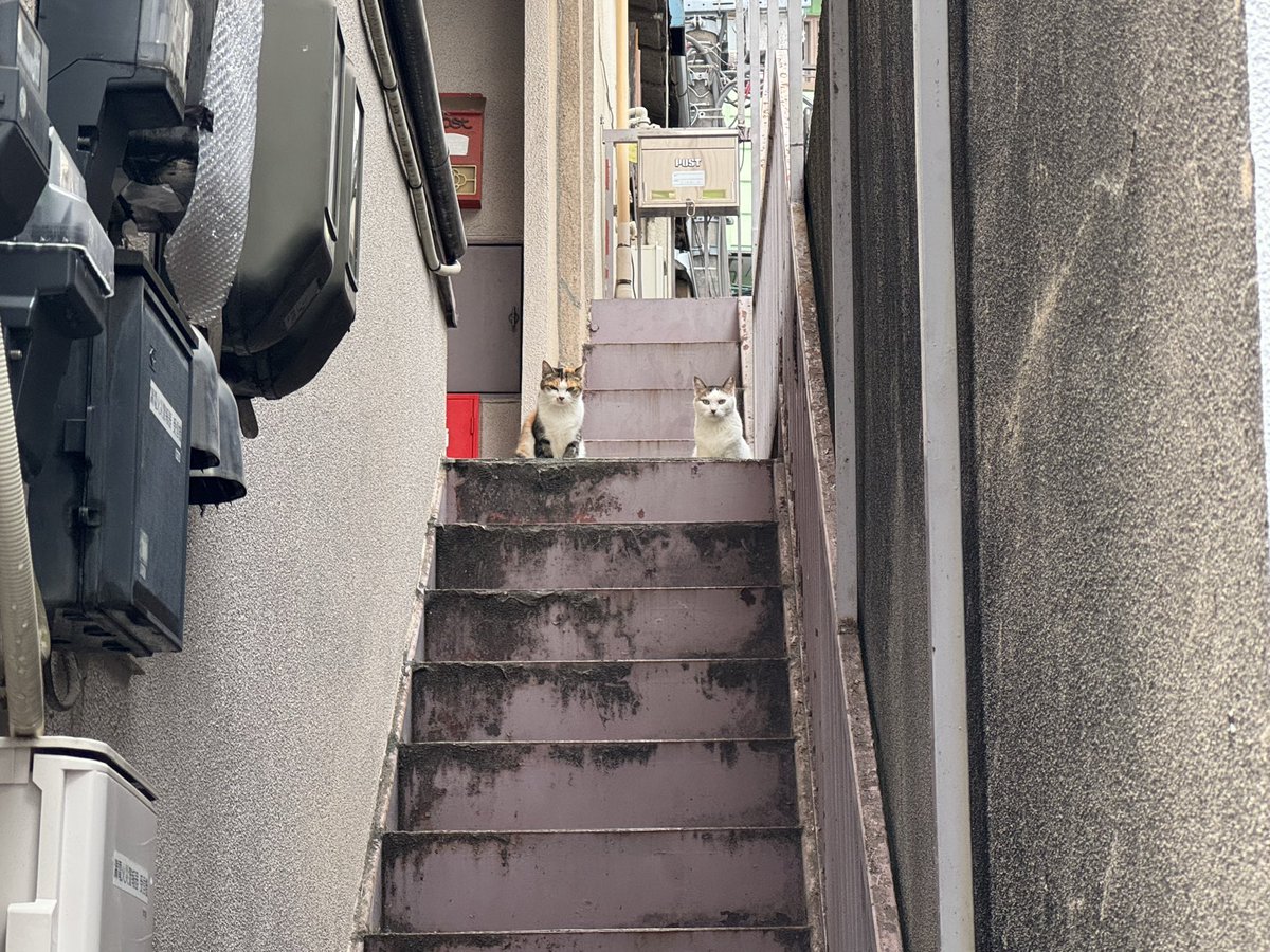 abehiroyukidesu's tweet photo. 荒木町に猫いた https://t.co/wQtpRUbaz1