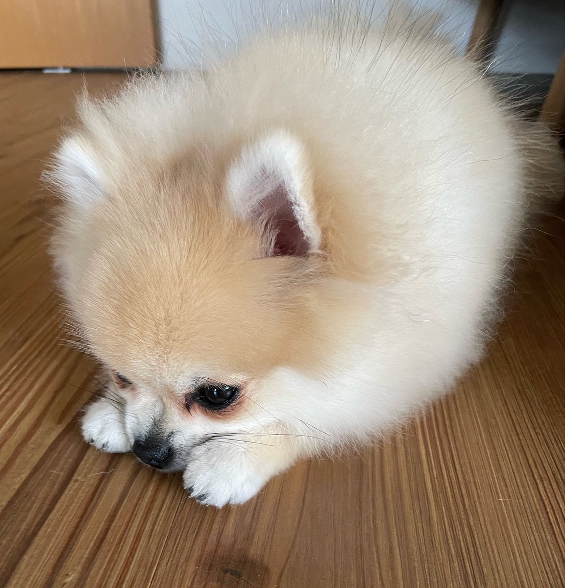 chacoleine's tweet photo. まるッ。#chacoleine https://t.co/CqimZATj4Y