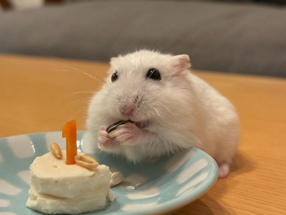 stastahamster's tweet photo. もちおが1歳になりました🎂🐹
おめでとうもちお🥳
#ハムスター #もちお #誕生日 https://t.co/Dsh0yq8nR6
