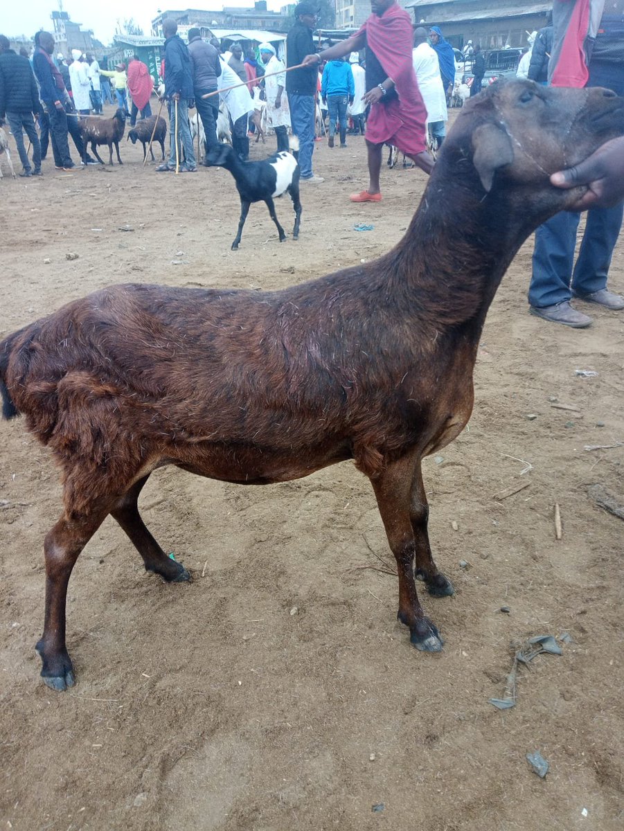 SpryVoice's tweet photo. Mbuzi Plug- Slaughtered or Live (Kiserian)
-----------------------------------
There's this guy called Joshua based in Kiserian Slaughter house. Met him a few years ago. If you want a goat/sheep, he will source it for you, get it slaughtered and other parts prepared.  So you'll get full goat, liver, lungs, matumbo, head and feet! 
The cost of whole preparation and packaging is a K. His commission is about a K too.
How does it work? You call him, say the size you want (in kgs) and he'll give you prevailing prices. He will take a photo and share on WhatsApp. If  you like it, he will have it slaughtered. You then figure out transport. 
If you want live one, he'll source it.
Now, I literally grew up in this slaughter house (my dad traded there). I know more than 30 people...some are even relatives.  But I've never met a reliable guy like Joshua. Every single animal has been on point. All live goats have weighed what he promised.
p
So if you ever need live or slaughtered goat plug, speak to Joshua Ndehi at +254739552796.

Today, I needed 10kg of goat or sheep this morning. My butcher sells a Kg at 1,200. I'd have spent 12K for 10Kgs.
 I've paid 12K for this sheep weighing 16Kg. I will get all of it plus head, liver, offals, lungs, and feet. I could even get the hide if I wanted. 
My total cost is 14K; actual market value is about 22K.

Note: All meat slaughtered in Kiserian is Halal.