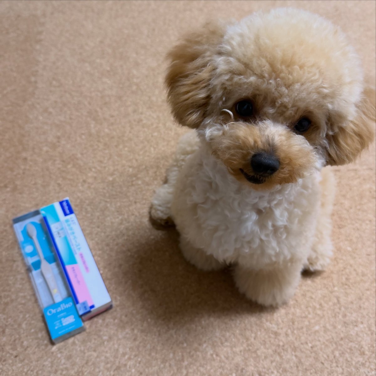 averythompsonlb's tweet photo. My toothbrushing set 🦷🪥 
I’m doing my best to brush my teeth! Brushing my teeth is so difficult. 🐢2026. 04. 30 https://t.co/gYnGkNOeVP