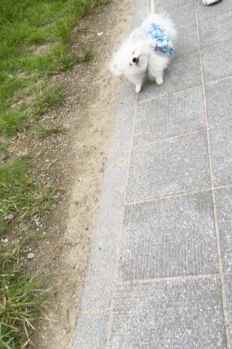 kawai_nu_san's tweet photo. ペキニーズかマルチーズ、あるいはポメラニアンまたはヨークシャーテリアかプードルミックス犬 https://t.co/RZbotdYViH