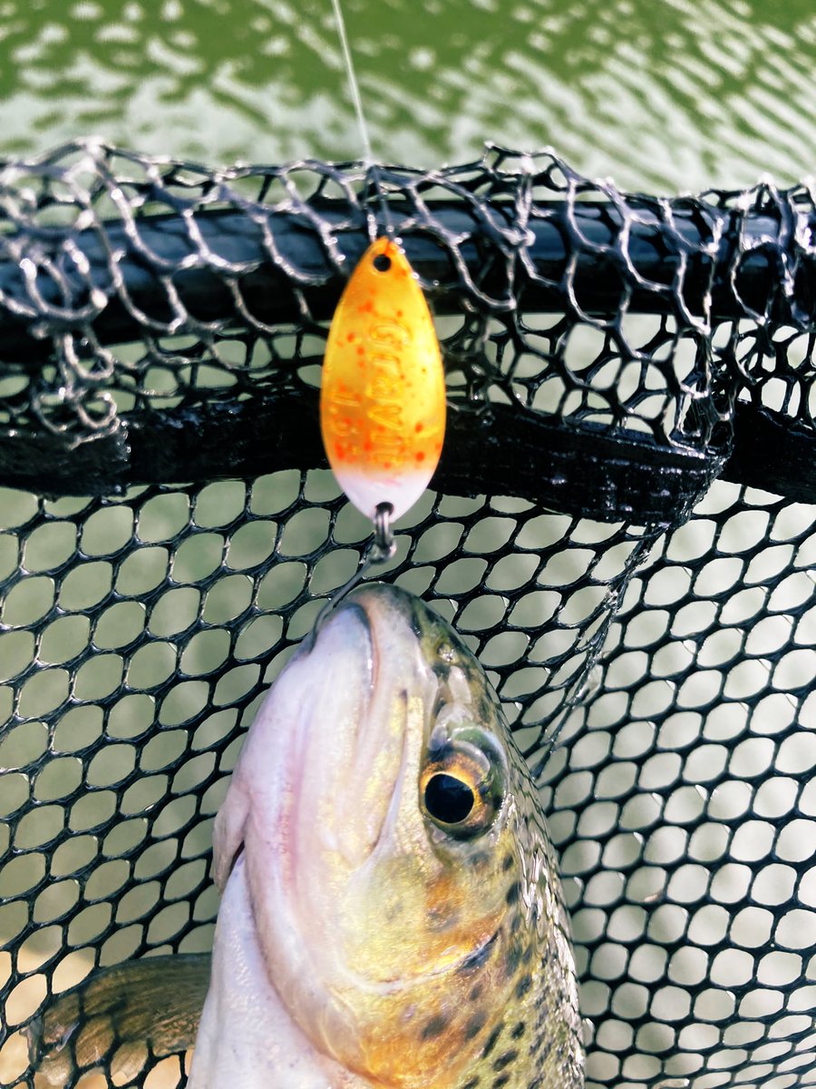 wadap0624's tweet photo. 鶴沼川放流はドナ3アフロディーテ、グラビティ165カリス、ネヴァンで気持ち良くなれましたとさ〜

#imperialjade https://t.co/dVGyoJ7CYP