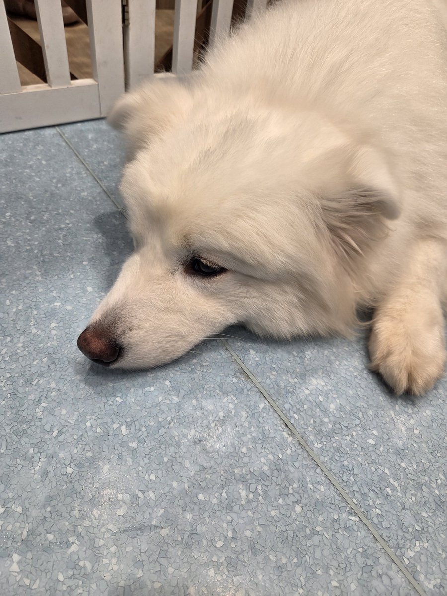piko__21's tweet photo. そういえば、すこし前に行ったサモエドカフェ
めちゃくちゃ可愛かった🐶 https://t.co/gQJivRuqI2