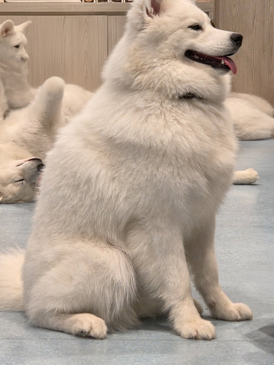 piko__21's tweet photo. そういえば、すこし前に行ったサモエドカフェ
めちゃくちゃ可愛かった🐶 https://t.co/gQJivRuqI2