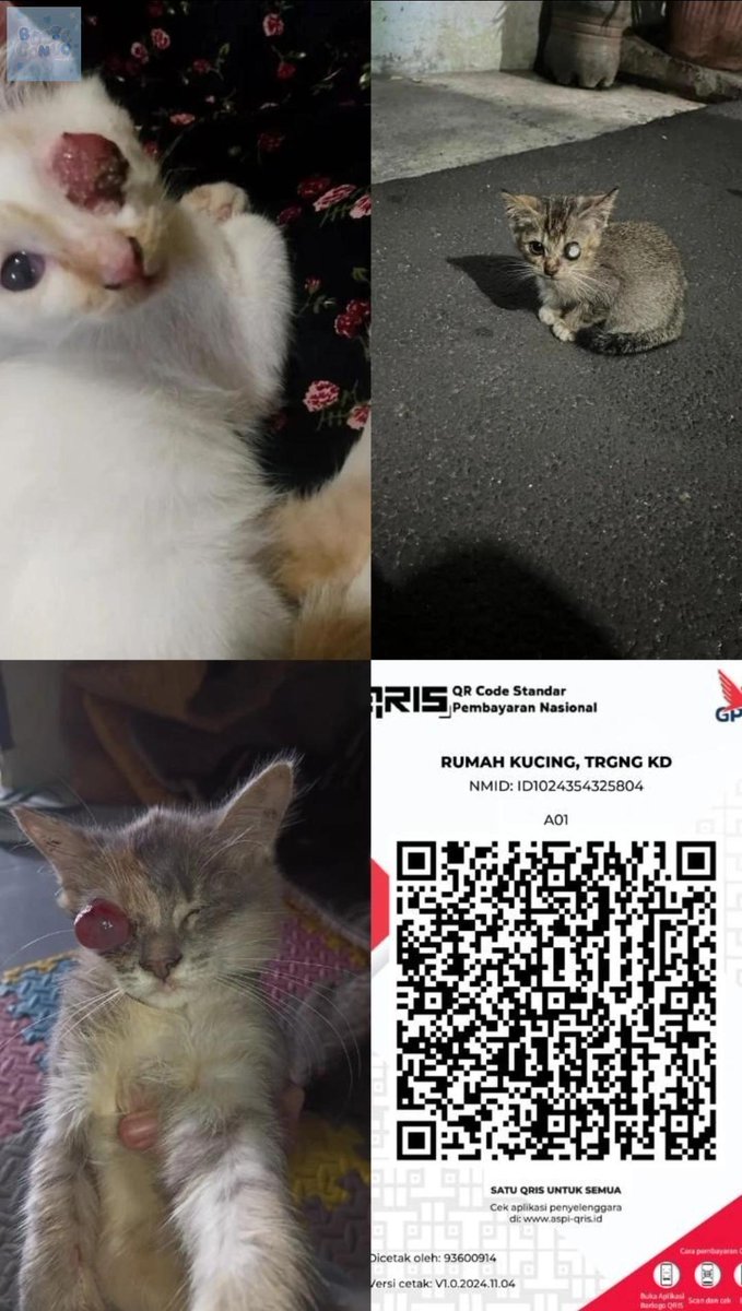 baseconvo's tweet photo. 💙 CW // LUKA
Ayo catlovers yg mau berbagi kebaikan utk pengobatan para kucing berpenyakit mata chlamydia. Kami berniat menolong banyak kucing dgn kasus serupa di luaran sana. Doain ya onti ongkel supaya mereka tetep survive. Jazakallah khair🐱❤️ https://t.co/oeiGk22PP6
