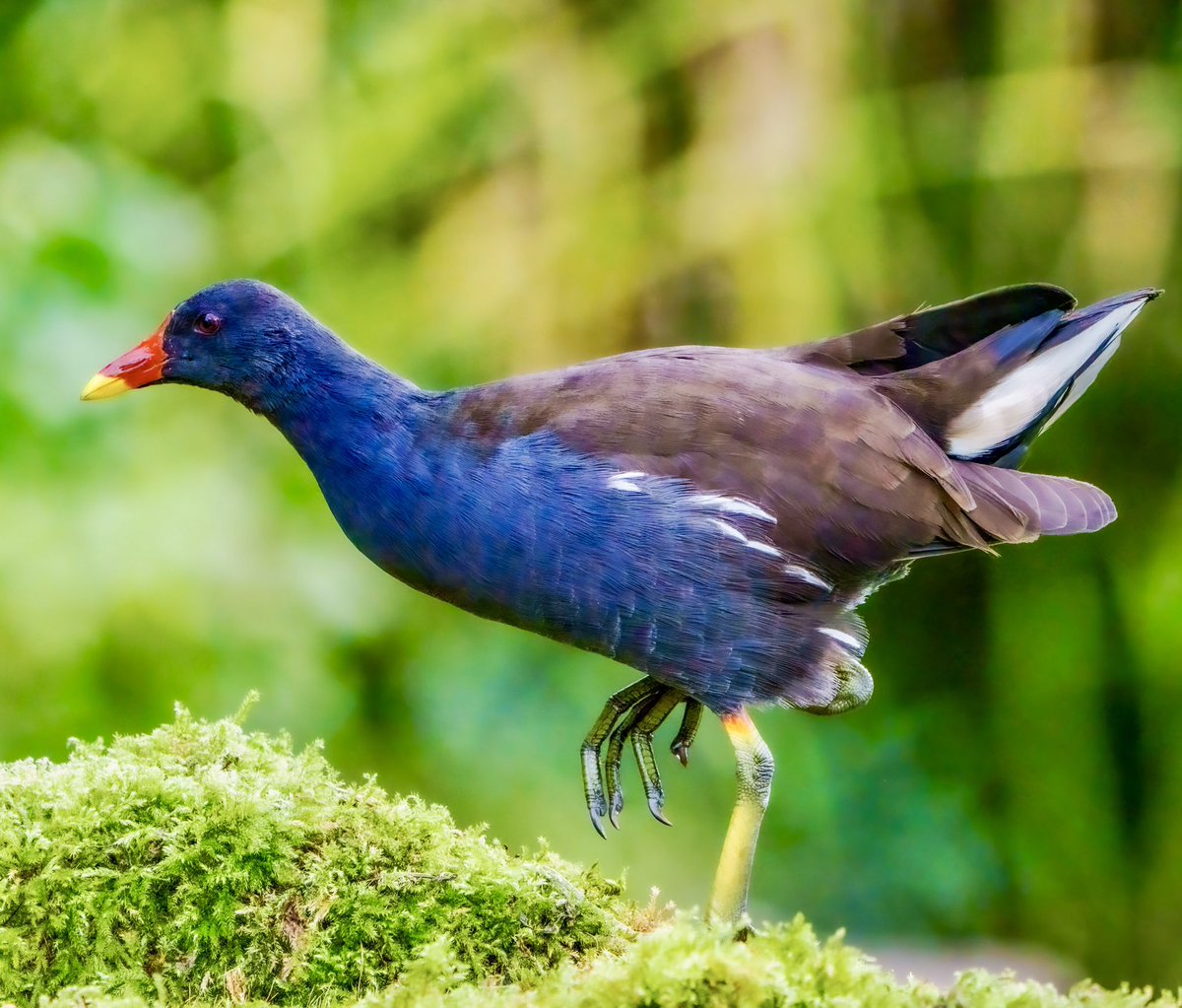PaulWatkins14's tweet photo. Moorhen with its pre-historic legs makes an appearance @RSPBEngland #TwitterCommunity #Birding #UKNaturePhotography https://t.co/obwgzkXUYs