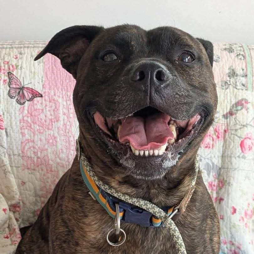SeniorStaffy's tweet photo. HOW DO YOU GET A SHUT-DOWN DOG TO SMILE?
You bring him to SSC ❤️
Hank may have arrived shut down but he's now showing us that there is a very happy,loving boy hiding underneath ❤️
Now we just need to find the people who are going to be his furever family!
https://t.co/ohVfw2UqJD https://t.co/VyjrYBbtCC