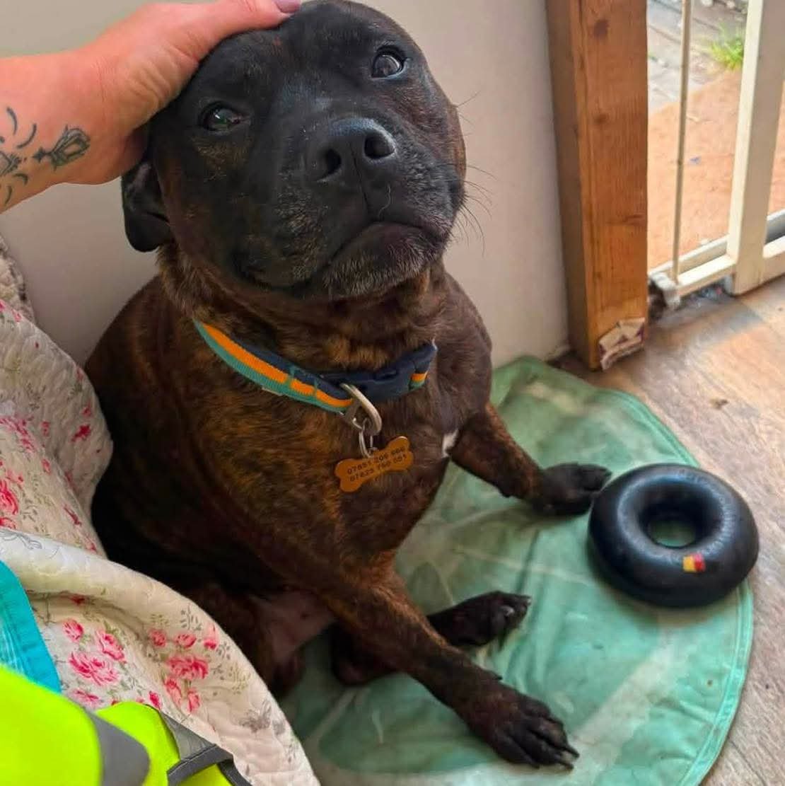 SeniorStaffy's tweet photo. HOW DO YOU GET A SHUT-DOWN DOG TO SMILE?
You bring him to SSC ❤️
Hank may have arrived shut down but he's now showing us that there is a very happy,loving boy hiding underneath ❤️
Now we just need to find the people who are going to be his furever family!
https://t.co/ohVfw2UqJD https://t.co/VyjrYBbtCC