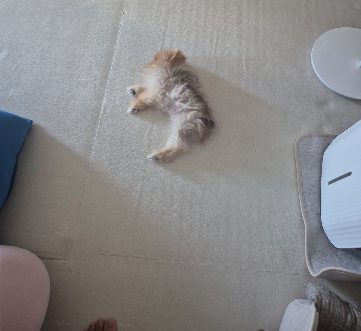 hehokim's tweet photo. 죽어있는줄 알고 놀랬음 https://t.co/JiNrapEfpT