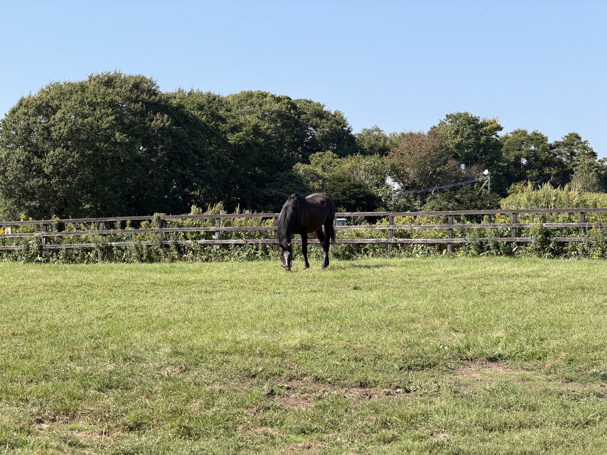 chizlio's tweet photo. ローズキングダム
エイシンフラッシュ
ワンダーアキュート
タニノギムレット
(2026年9月12日撮影) https://t.co/2Pute9bAvd