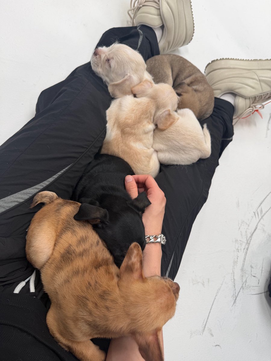 ichigomintlune's tweet photo. 分かる…分かるよ君たち💕
ニコちゃん好きだよね、うんうん。
特にPuppyたちの気を引くこともしてないし呼びかけてもないのに自然と集まってくるのなんなん？
生きとし生ける全生物引き寄せるフェロモン出てる？
犬にも人気の自慢の推しです🍓

 #NICHOLAS  #andTEAM_NICHOLAS https://t.co/w4iDDKXNf3