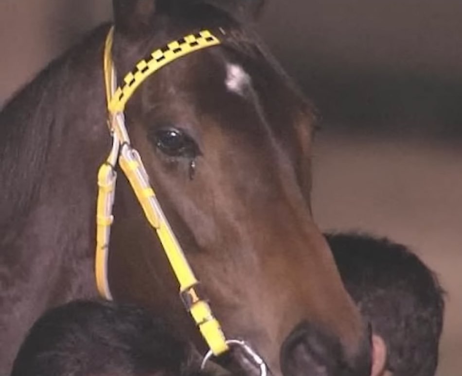 GifsAnime_'s tweet photo. 🐴 Buena Vista: The Queen of the Comeback

Born in 2006, daughter of Special Week, the orphan colt who became Japan's General.

From her very second race, she found her signature move: starting from the back of the pack, then blowing past the entire field down the stretch.

Her first Grade 1 win came at the 2008 Hanshin Juvenile Fillies, from the back as always, closing a full-circle moment since her own mother had raced in that same event back in 1995.

In 2009, she completed the Double Tiara, sweeping the Oka Sho and the Japanese Oaks.

Her final career win came in 2011 at the Japan Cup, where she went in as only the second favorite behind Germany's star mare Danedream, and won anyway. Her sixth and last Grade 1 title.

Final record: 23 races, 9 wins, over ¥1.48 billion in earnings.

The most touching detail came at her retirement ceremony, where she was seen with tears in her eyes, a moment so iconic it directly inspired her in-game victory animation, where she's shown crying with joy. 🥹