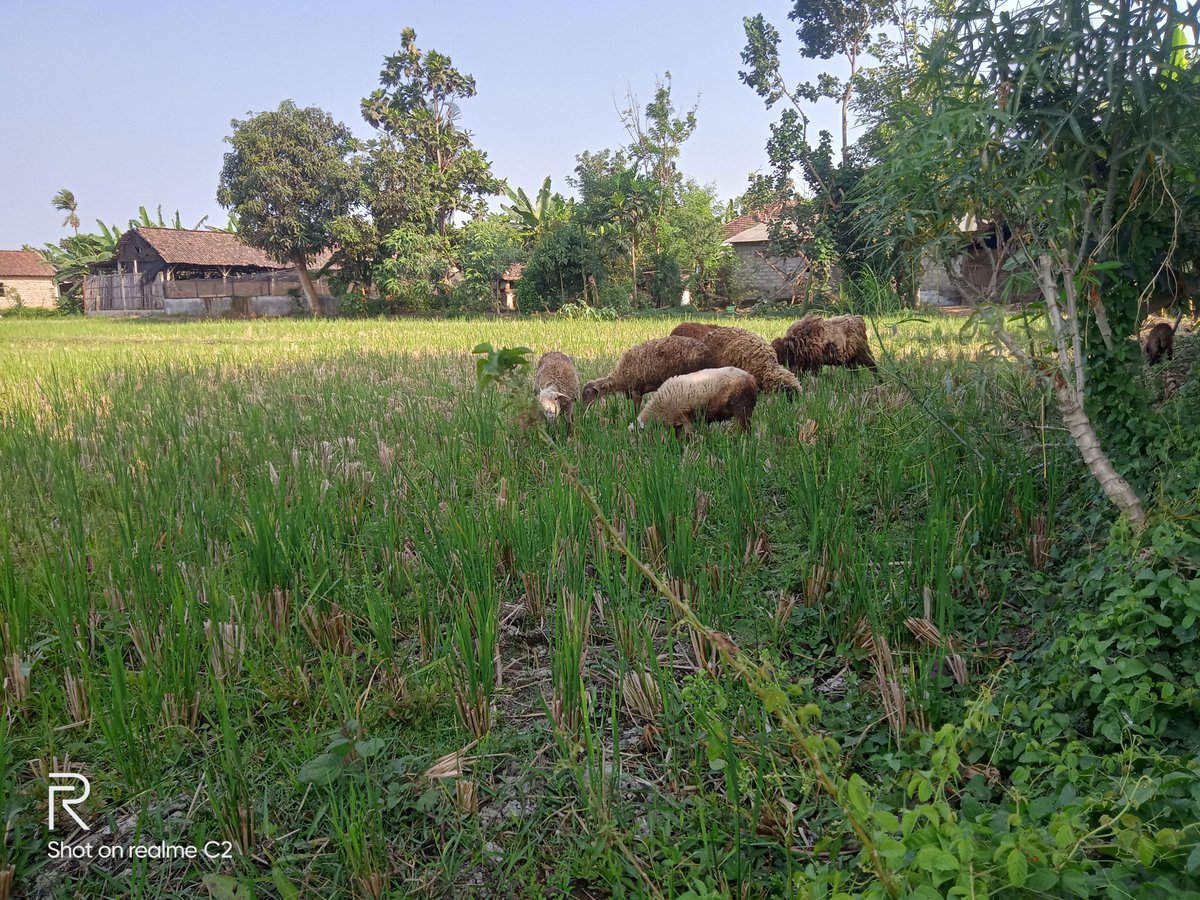 BIMA_HKS's tweet photo. Menggembala domba di sore hari🐑 https://t.co/Qn3LYXYWgy