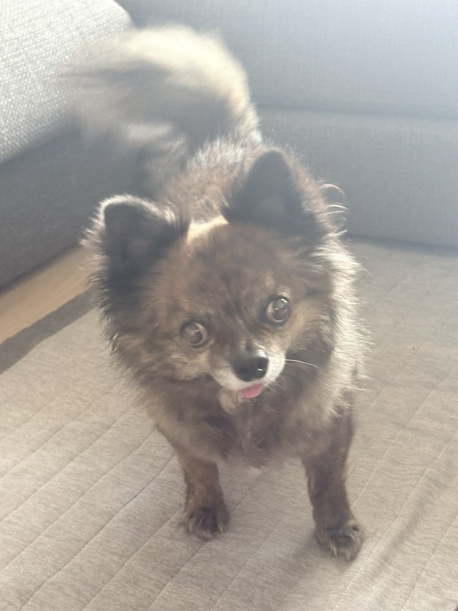 ememlf's tweet photo. 待ってろよ〜ちょっとこの痒いの掻いたらかわいこぶってやるからなちょっと待っとけよ〜ヨイショ！ https://t.co/rHE3ahGHmV