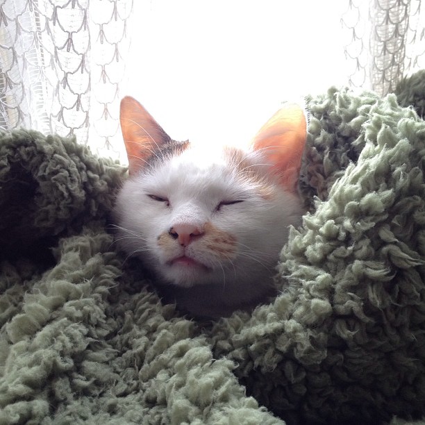 ZulaRanes's tweet photo. my internal battery is running low and there isn't a power outlet for the soul. maybe i'll just go dormant for a while. https://t.co/qm62FGbCXr