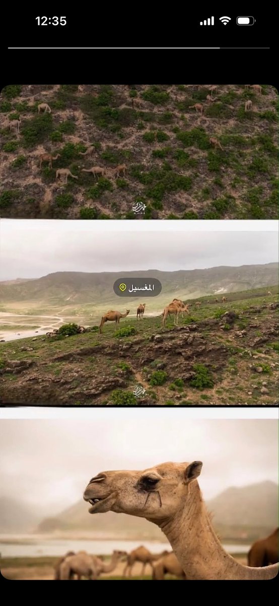 fya987's tweet photo. هذه الصورة كافيه بأن تريكم معنى ان المغسيل موطن راحة وغذاء لماشيتها وليست لتنفيذ المشاريع عليها وحفرها وتنقيبها……/
#المغسيل_ليست_للتنقيب https://t.co/vCSfhH3JyS