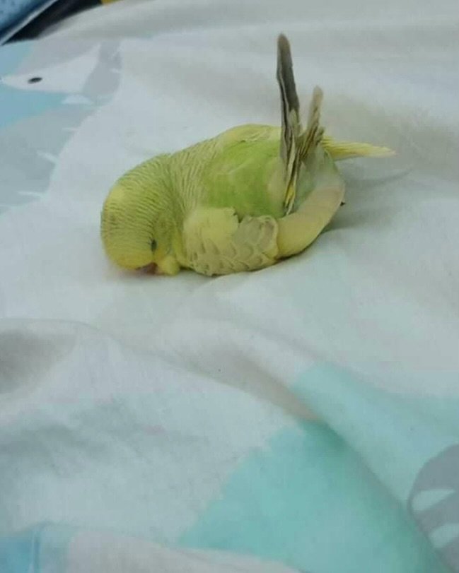 birdscolour56's tweet photo. Look where they're sleeping 💤 https://t.co/WHfPzcrux1