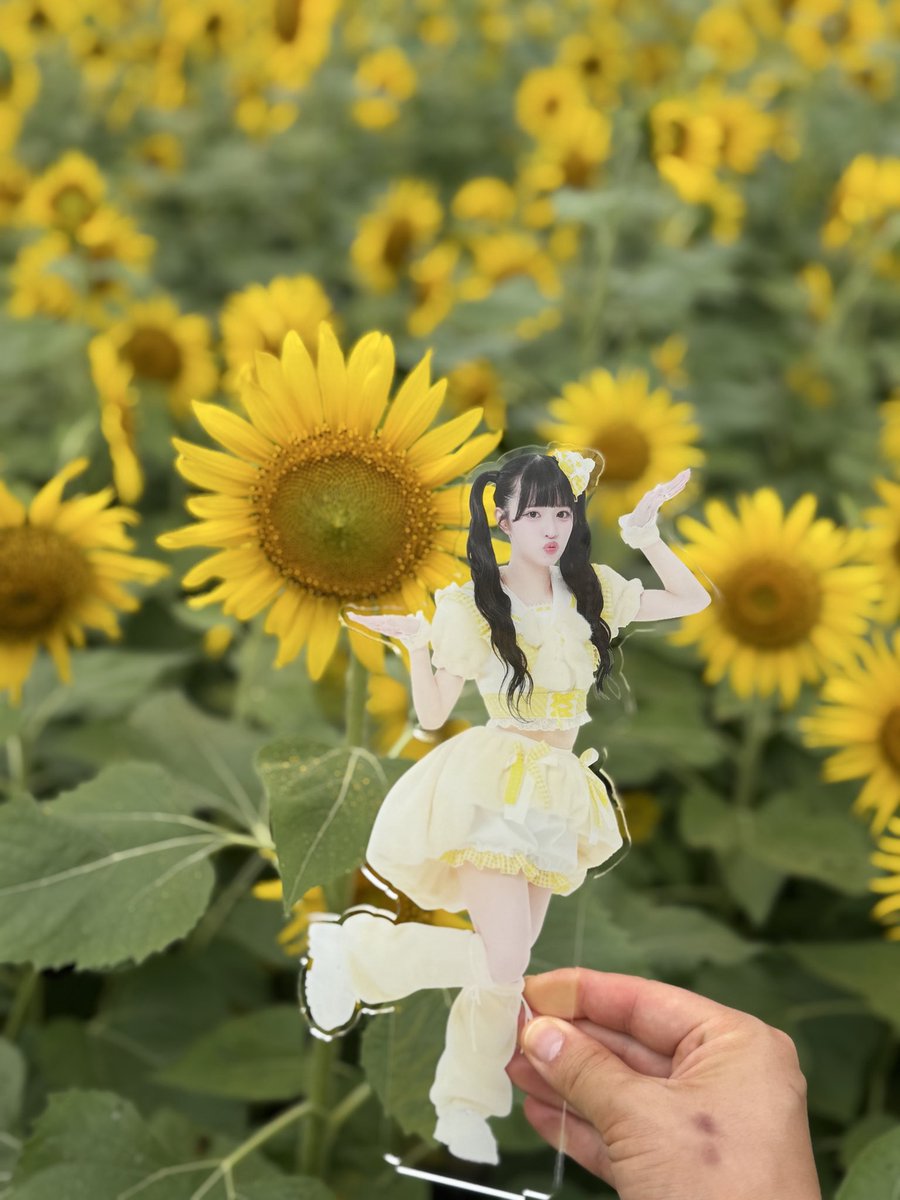 jun_soccer17's tweet photo. 推し活してきた🐣
ひまわりとぴなさん🌻
ここは12月まで🌻みれるらしい✨

#pixelribbon  #橘陽菜  #ぴなとはんぶんこ #ぴくりぼ https://t.co/3xAclekfZ7