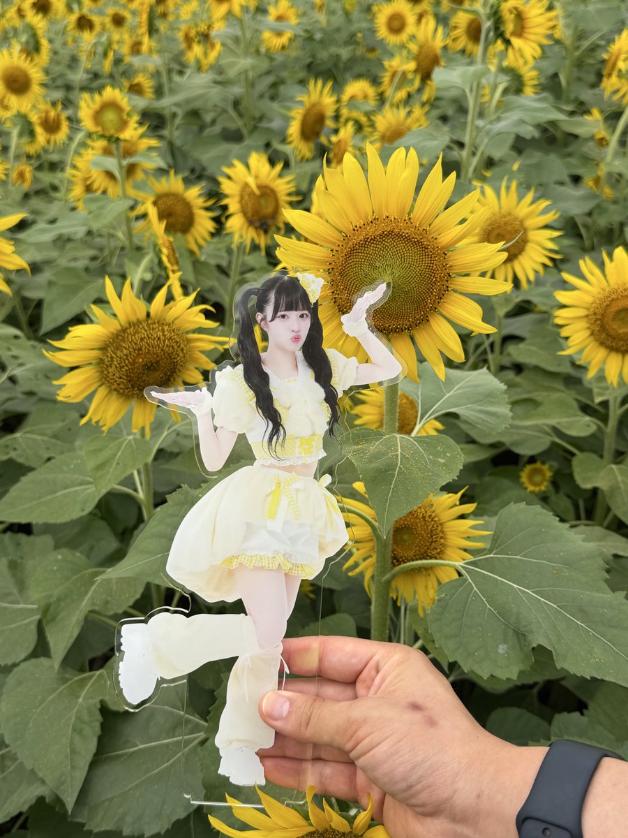 jun_soccer17's tweet photo. 推し活してきた🐣
ひまわりとぴなさん🌻
ここは12月まで🌻みれるらしい✨

#pixelribbon  #橘陽菜  #ぴなとはんぶんこ #ぴくりぼ https://t.co/3xAclekfZ7