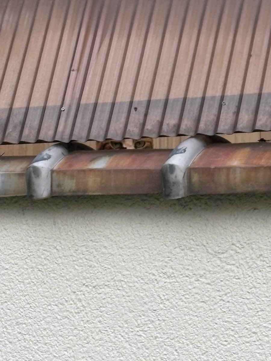 raun_md's tweet photo. この前猫おったとこ
今日はおらんかなと思ったら隙間から覗いてた https://t.co/S3WAovkAtX