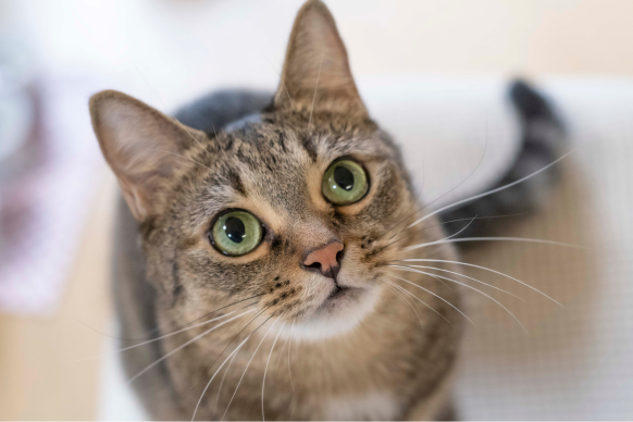 nekokentei's tweet photo. #ねこ検定 のお申込はぜひ9月29日（火）までの #早期キャンペーン期間 におすましください。
（いつのまにかあと10日後に迫ってきました。）

#受験料割引 & 10周年記念オリジナルクリアファイル2枚セットを申込者全員へプレゼントします。
また、今年も皆さまの受験料の一部が #どうぶつ基金 への寄付となります🐈

詳細は↓
■ねこ検定公式サイト  https://t.co/jA72y270rG

#招き猫の日 #猫 #ねこ #猫のいる暮らし #新種 #発見  #香箱座り #記念 #10周年 #どうぶつ基金