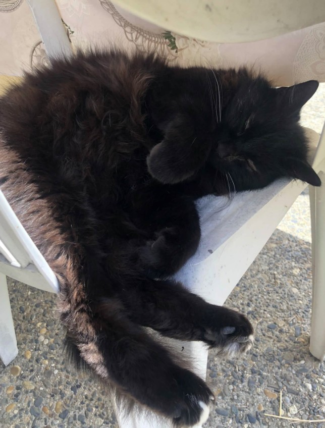 MissingTarn81's tweet photo. 19.09.26 Perdu à Montans : Ce chat noir, poils longs, a été embarqué à Montans (ce qui n'aurait pas dû être le cas...). Il serait re-perdu vers le chemin des Prés. "Douni" (12 ans). Un oeil abîmé qui coule. Proprio : https://t.co/g8lDdMey4t #Tarn https://t.co/d8GOb1gODb