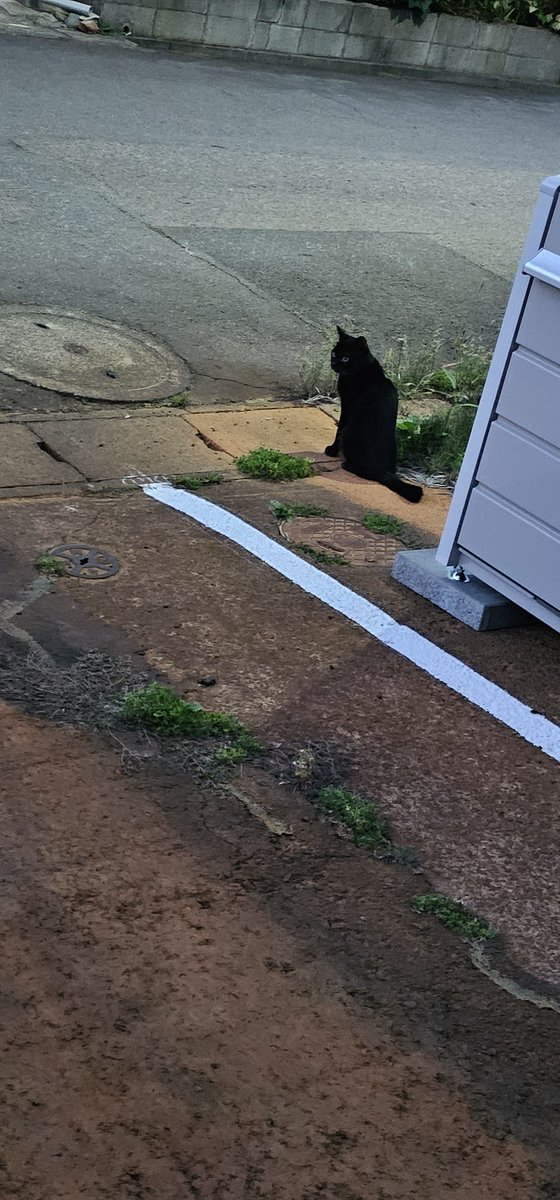 saber_air's tweet photo. あなたどこの子かしら
黒猫可愛い https://t.co/eH2KUv9iqx