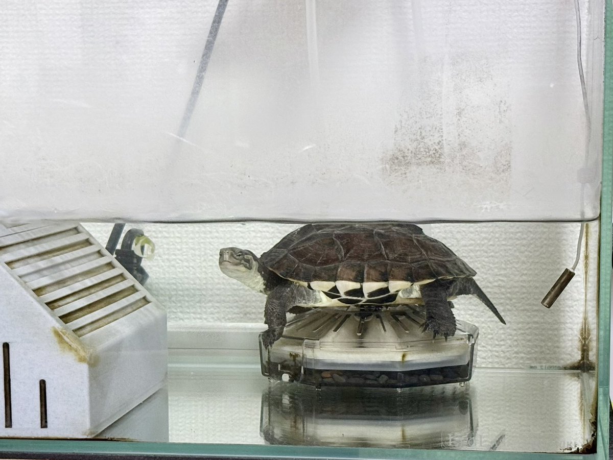 axanje's tweet photo. 最近よく見る光景。
水作のフラワーの上に乗ってるんだけど、稼働時はジャグジーみたいでご満悦なのか。
カメの上にカメが重なってるのを見る気がするけど、フラワーを仲間だと思ってる？ https://t.co/ewsr08EtPL